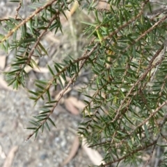 Acacia ulicifolia at Vincentia, NSW - 20 Jul 2023