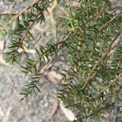 Acacia ulicifolia at Vincentia, NSW - 20 Jul 2023 03:29 PM