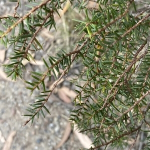 Acacia ulicifolia at Vincentia, NSW - 20 Jul 2023