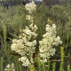 Acacia suaveolens (Sweet Wattle) at Vincentia, NSW - 22 Jul 2023 by AnneG1