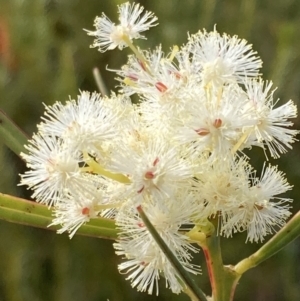 Acacia suaveolens at Vincentia, NSW - 22 Jul 2023