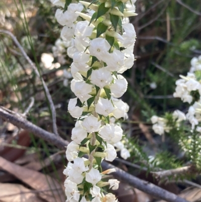 Woollsia pungens (Snow Wreath) at Vincentia, NSW - 22 Jul 2023 by AnneG1