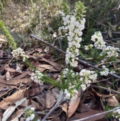 Woollsia pungens at Vincentia, NSW - 22 Jul 2023 11:51 AM