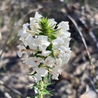 Woollsia pungens (Snow Wreath) at Vincentia, NSW - 22 Jul 2023 by AnneG1