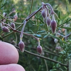 Clematis leptophylla (Small-leaf Clematis, Old Man's Beard) at Belconnen, ACT - 24 Jul 2023 by sangio7