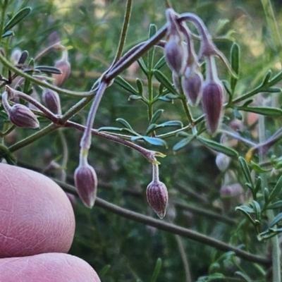 Clematis leptophylla (Small-leaf Clematis, Old Man's Beard) at Belconnen, ACT - 24 Jul 2023 by sangio7