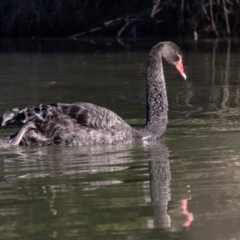 Cygnus atratus (Black Swan) at Lake Ginninderra - 21 Jun 2023 by AlisonMilton