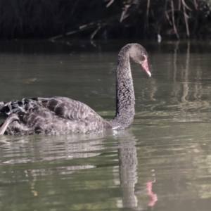 Cygnus atratus at Giralang, ACT - 21 Jun 2023 10:44 AM