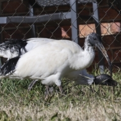 Threskiornis molucca (Australian White Ibis) at Giralang Wetlands - 21 Jun 2023 by AlisonMilton