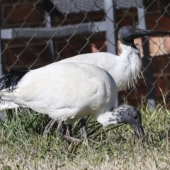 Threskiornis molucca at Giralang, ACT - 21 Jun 2023 10:53 AM