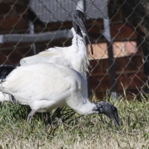 Threskiornis molucca at Giralang, ACT - 21 Jun 2023 10:53 AM