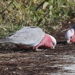 Eolophus roseicapilla at McKellar, ACT - 21 Jun 2023