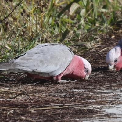 Eolophus roseicapilla (Galah) at McKellar, ACT - 21 Jun 2023 by AlisonMilton