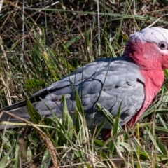 Eolophus roseicapilla at McKellar, ACT - 21 Jun 2023