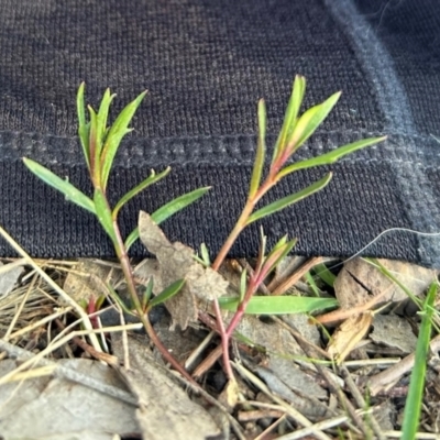 Haloragis heterophylla (Variable Raspwort) at Cantor Crescent Woodland, Higgins - 26 Jul 2023 by Jillw