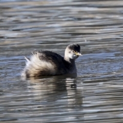 Tachybaptus novaehollandiae (Australasian Grebe) at McKellar, ACT - 21 Jun 2023 by AlisonMilton