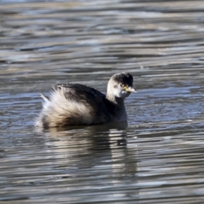 Tachybaptus novaehollandiae (Australasian Grebe) at McKellar, ACT - 21 Jun 2023 by AlisonMilton