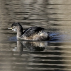 Tachybaptus novaehollandiae at McKellar, ACT - 21 Jun 2023