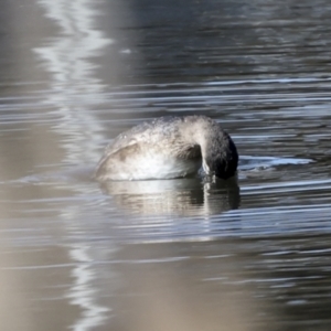 Tachybaptus novaehollandiae at McKellar, ACT - 21 Jun 2023