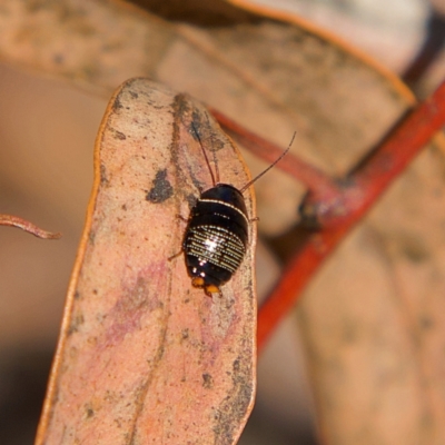 Ellipsidion australe (Austral Ellipsidion cockroach) at Higgins, ACT - 26 Jul 2023 by MichaelWenke