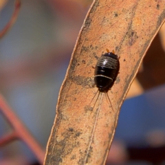 Ellipsidion australe at Higgins, ACT - 26 Jul 2023 12:14 PM