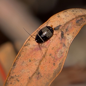 Ellipsidion australe at Higgins, ACT - 26 Jul 2023 12:14 PM