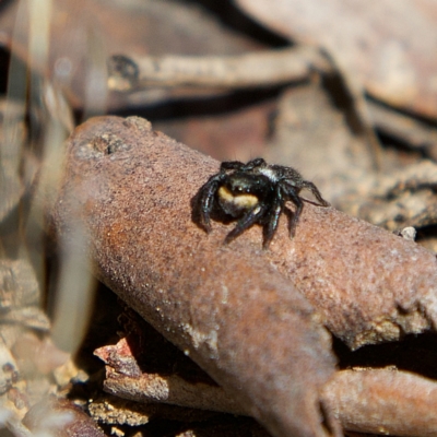 Euophryinae sp.(Undescribed) (subfamily) (A jumping spider) at Higgins, ACT - 26 Jul 2023 by MichaelWenke