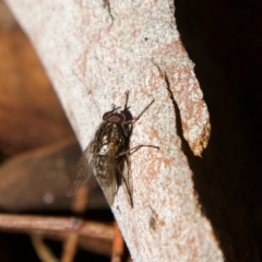 Helina sp. (genus) (Muscid fly) at Higgins Woodland - 26 Jul 2023 by Trevor