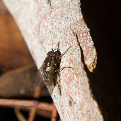 Helina sp. (genus) (Muscid fly) at Higgins, ACT - 26 Jul 2023 by MichaelWenke