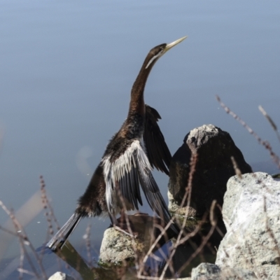 Anhinga novaehollandiae (Australasian Darter) at Lake Ginninderra - 21 Jun 2023 by AlisonMilton