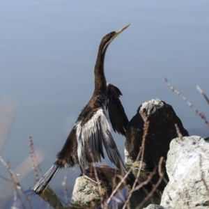 Anhinga novaehollandiae at Belconnen, ACT - 21 Jun 2023