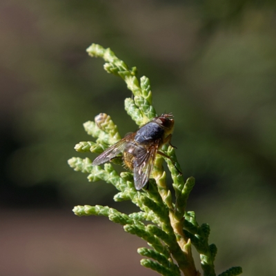 Tachinidae (family) (Unidentified Bristle fly) at Higgins Woodland - 26 Jul 2023 by Trevor