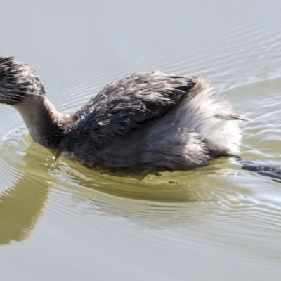 Poliocephalus poliocephalus (Hoary-headed Grebe) at Lake Ginninderra - 21 Jun 2023 by AlisonMilton