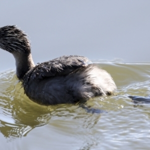 Poliocephalus poliocephalus at Belconnen, ACT - 21 Jun 2023