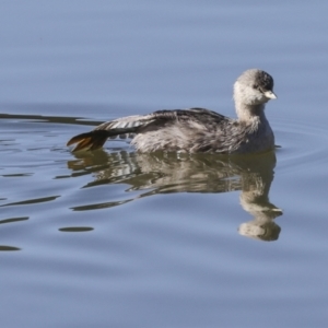 Poliocephalus poliocephalus at Belconnen, ACT - 21 Jun 2023