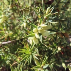 Melichrus urceolatus (Urn Heath) at Tuggeranong, ACT - 26 Jul 2023 by MatthewFrawley