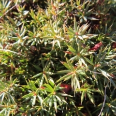 Astroloma humifusum (Cranberry Heath) at Tuggeranong, ACT - 26 Jul 2023 by MatthewFrawley