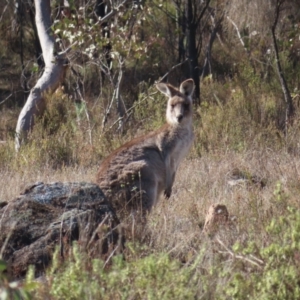 Macropus giganteus at Tuggeranong, ACT - 26 Jul 2023 11:04 AM