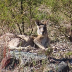 Macropus giganteus at Tuggeranong, ACT - 26 Jul 2023 11:04 AM