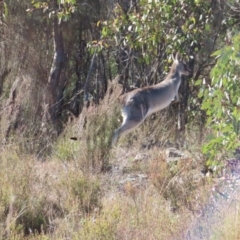 Macropus giganteus at Tuggeranong, ACT - 26 Jul 2023 11:04 AM