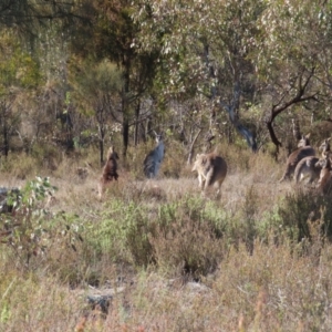 Macropus giganteus at Tuggeranong, ACT - 26 Jul 2023 11:04 AM