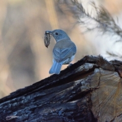 Colluricincla harmonica (Grey Shrikethrush) at Wollondilly Local Government Area - 6 Jun 2023 by Freebird