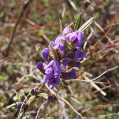 Hovea heterophylla (Common Hovea) at Mount Taylor - 26 Jul 2023 by MatthewFrawley