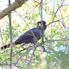 Zanda funerea (Yellow-tailed Black-Cockatoo) at Wollondilly Local Government Area - 21 Jul 2023 by Freebird