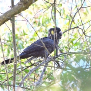 Zanda funerea at Thirlmere, NSW - 21 Jul 2023