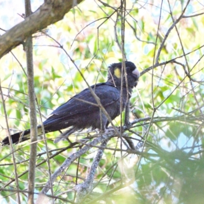 Zanda funerea (Yellow-tailed Black-Cockatoo) at Thirlmere, NSW - 21 Jul 2023 by Freebird
