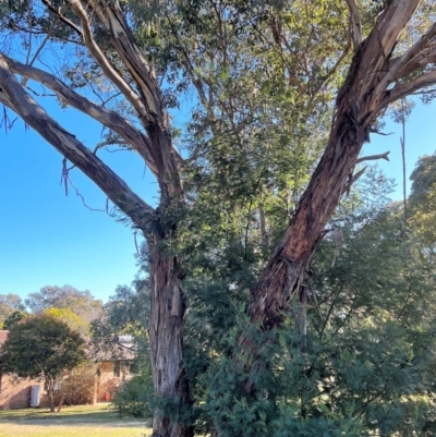Eucalyptus melliodora (Yellow Box) at Cantor Crescent Woodland - 26 Jul 2023 by Untidy