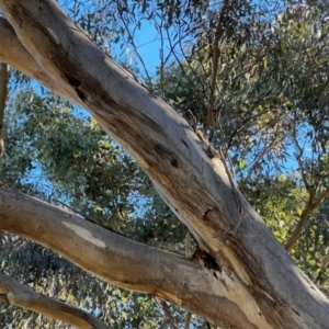 Eucalyptus melliodora at Higgins, ACT - 26 Jul 2023
