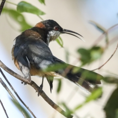 Acanthorhynchus tenuirostris (Eastern Spinebill) at Higgins, ACT - 25 Feb 2023 by AlisonMilton