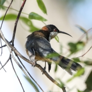 Acanthorhynchus tenuirostris at Higgins, ACT - 25 Feb 2023